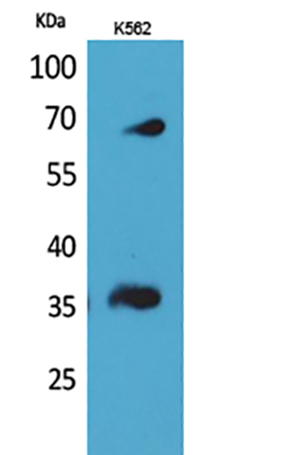 CD32-B/C Rabbit Polyclonal Antibody | 兔多抗 | EnkiLife恩玑生命