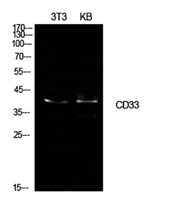 CD33 Rabbit Polyclonal Antibody | 兔多抗 | EnkiLife恩玑生命