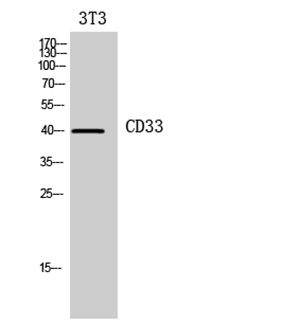 CD33 Rabbit Polyclonal Antibody | 兔多抗 | EnkiLife恩玑生命