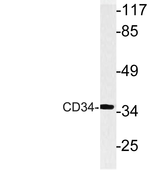 CD34 Rabbit Polyclonal Antibody | 兔多抗 | EnkiLife恩玑生命