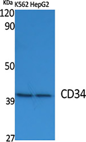 CD34 Rabbit Polyclonal Antibody | 兔多抗 | EnkiLife恩玑生命