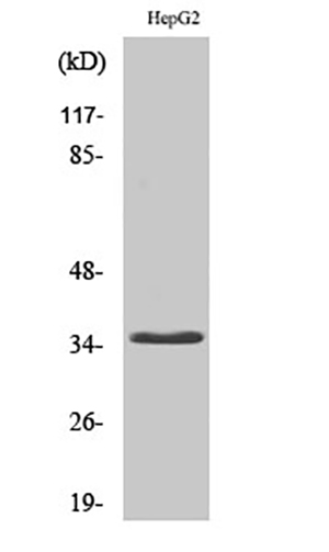 CD34 Rabbit Polyclonal Antibody | 兔多抗 | EnkiLife恩玑生命