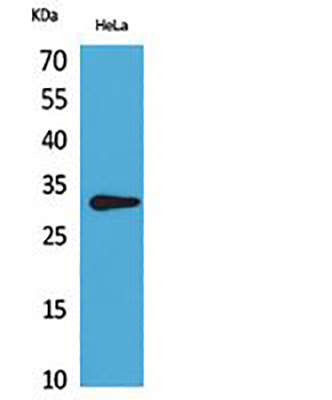 CD37 Rabbit Polyclonal Antibody | 兔多抗 | EnkiLife恩玑生命