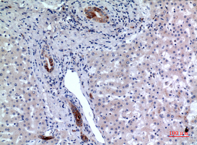 CD37 Rabbit Polyclonal Antibody | 兔多抗 | EnkiLife恩玑生命