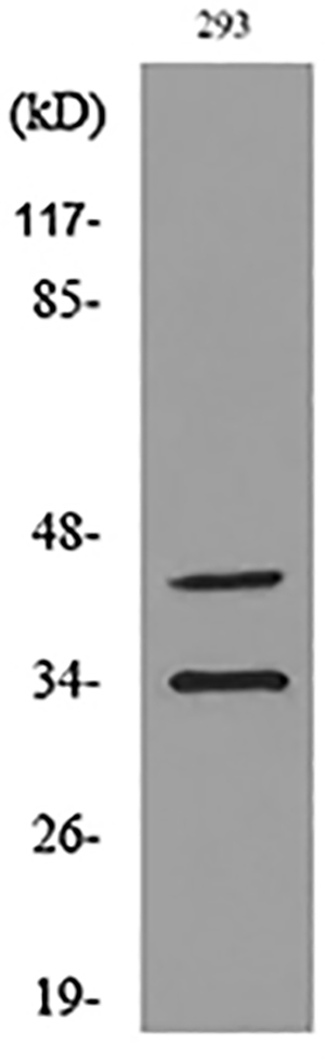 CD38 Rabbit Polyclonal Antibody | 兔多抗 | EnkiLife恩玑生命