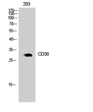 CD38 Rabbit Polyclonal Antibody | 兔多抗 | EnkiLife恩玑生命