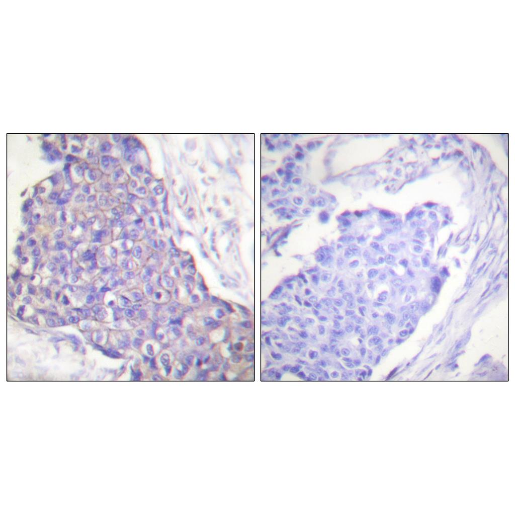 CD40 Rabbit Polyclonal Antibody | 兔多抗 | EnkiLife恩玑生命