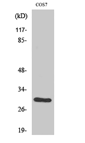 CD40 Rabbit Polyclonal Antibody | 兔多抗 | EnkiLife恩玑生命