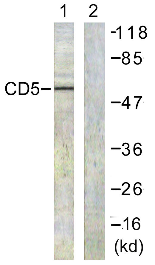 CD5 Rabbit Polyclonal Antibody | 兔多抗 | EnkiLife恩玑生命