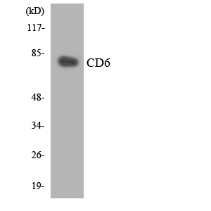CD6 Rabbit Polyclonal Antibody | 兔多抗 | EnkiLife恩玑生命