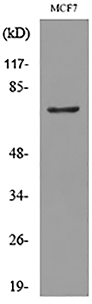CD66e Rabbit Polyclonal Antibody | 兔多抗 | EnkiLife恩玑生命