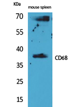 CD68 Rabbit Polyclonal Antibody | 兔多抗 | EnkiLife恩玑生命