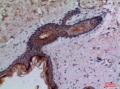 CD68 Rabbit Polyclonal Antibody | 兔多抗 | EnkiLife恩玑生命