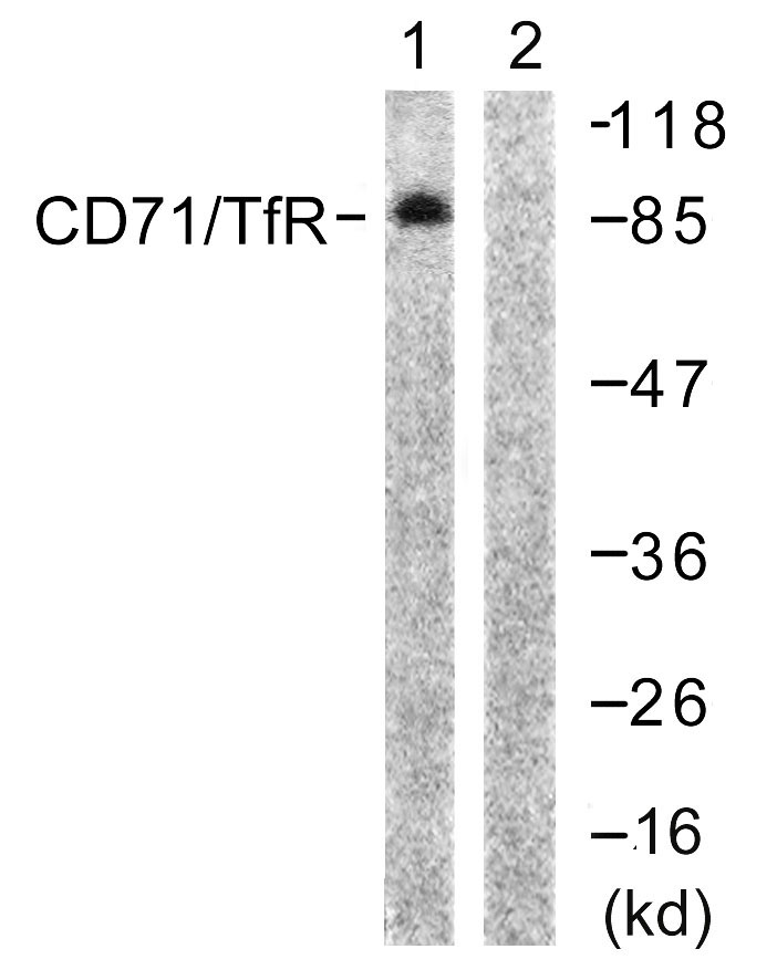 CD71 Rabbit Polyclonal Antibody | 兔多抗 | EnkiLife恩玑生命