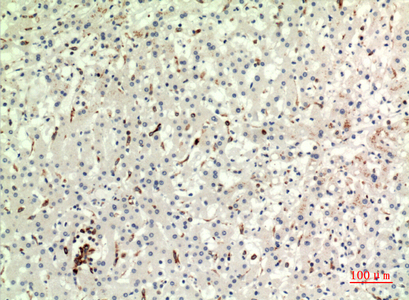 CD74 Rabbit Polyclonal Antibody | 兔多抗 | EnkiLife恩玑生命