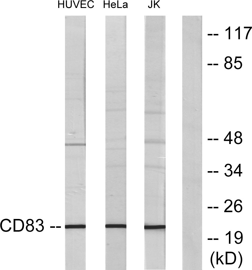 CD83 Rabbit Polyclonal Antibody | 兔多抗 | EnkiLife恩玑生命