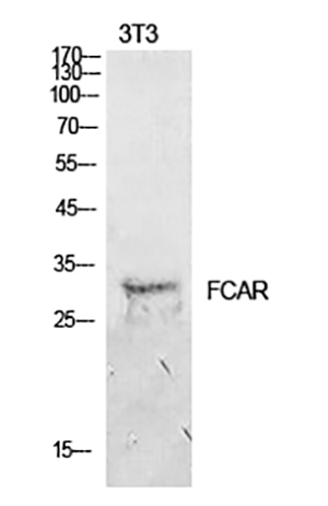 CD89 Rabbit Polyclonal Antibody | 兔多抗 | EnkiLife恩玑生命