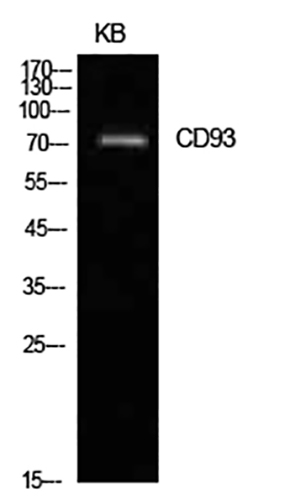 CD93 Rabbit Polyclonal Antibody | 兔多抗 | EnkiLife恩玑生命