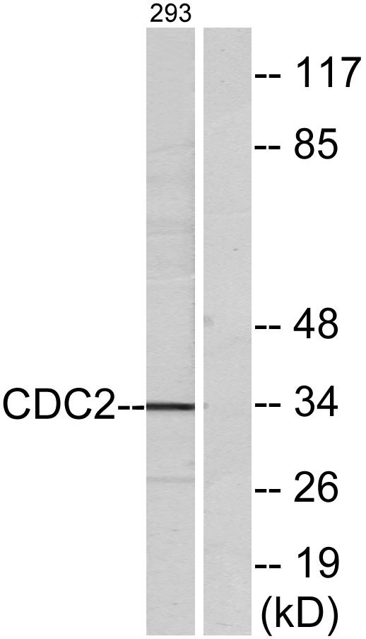 Cdc2 Rabbit Polyclonal Antibody | 兔多抗 | EnkiLife恩玑生命