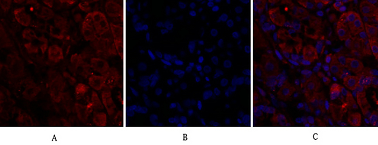 Cdc2 Rabbit Polyclonal Antibody | 兔多抗 | EnkiLife恩玑生命
