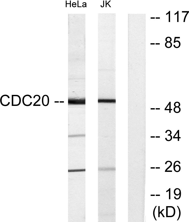 Cdc20 Rabbit Polyclonal Antibody | 兔多抗 | EnkiLife恩玑生命