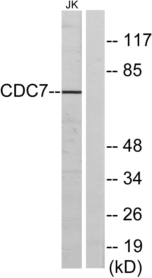 Cdc7 Rabbit Polyclonal Antibody | 兔多抗 | EnkiLife恩玑生命