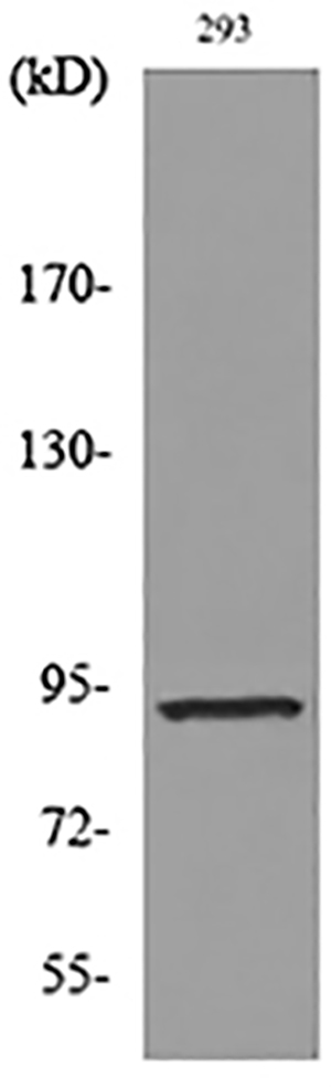 CDCP1 Rabbit Polyclonal Antibody | 兔多抗 | EnkiLife恩玑生命