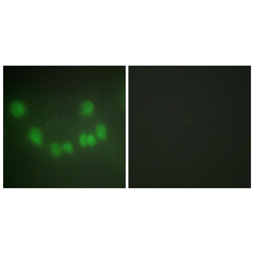 Cdk1/Cdc2 Rabbit Polyclonal Antibody | 兔多抗 | EnkiLife恩玑生命