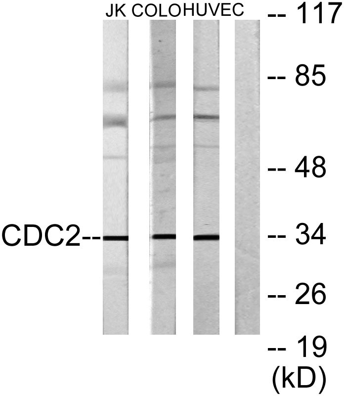 Cdk1/Cdc2 Rabbit Polyclonal Antibody | 兔多抗 | EnkiLife恩玑生命
