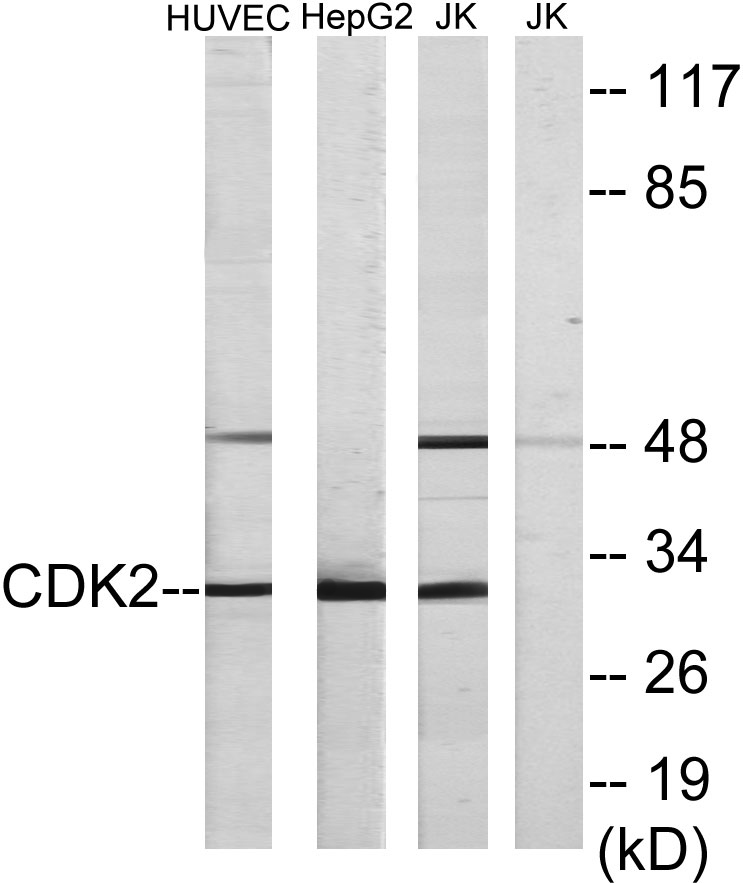 Cdk2 Rabbit Polyclonal Antibody | 兔多抗 | EnkiLife恩玑生命