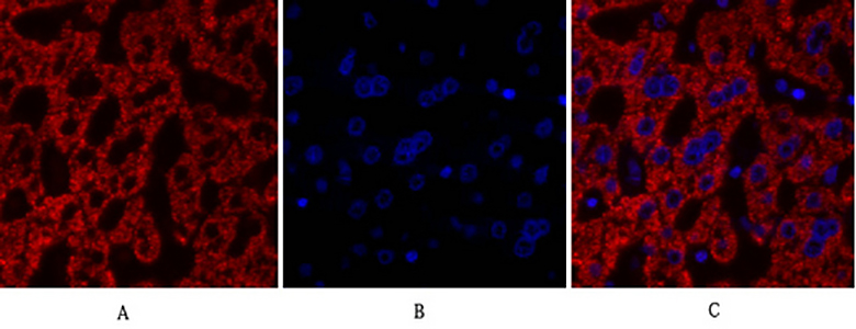 Cdk2 Rabbit Polyclonal Antibody | 兔多抗 | EnkiLife恩玑生命