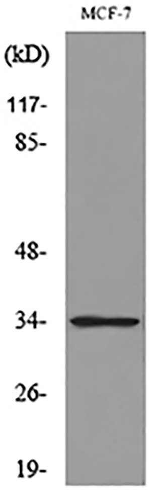 Cdk4 Rabbit Polyclonal Antibody | 兔多抗 | EnkiLife恩玑生命