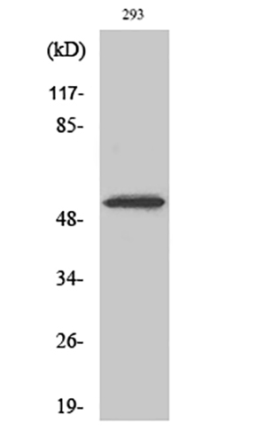 Cdk8 Rabbit Polyclonal Antibody | 兔多抗 | EnkiLife恩玑生命