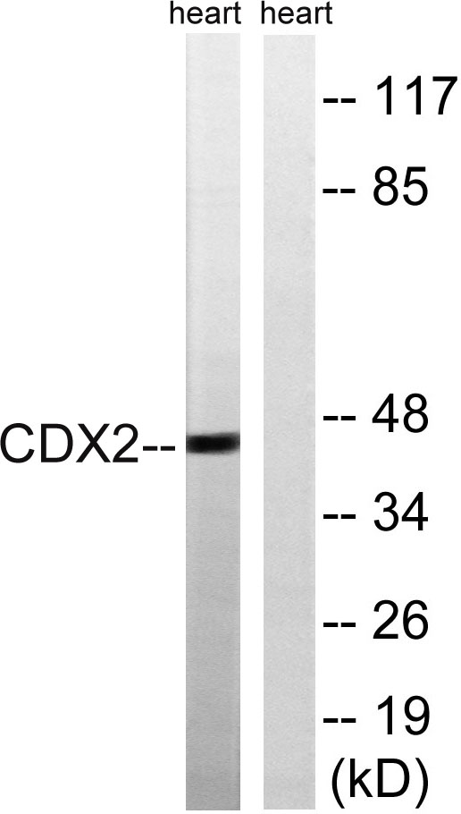 Cdx2 Rabbit Polyclonal Antibody | 兔多抗 | EnkiLife恩玑生命