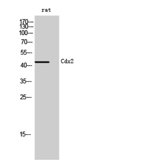 Cdx2 Rabbit Polyclonal Antibody | 兔多抗 | EnkiLife恩玑生命