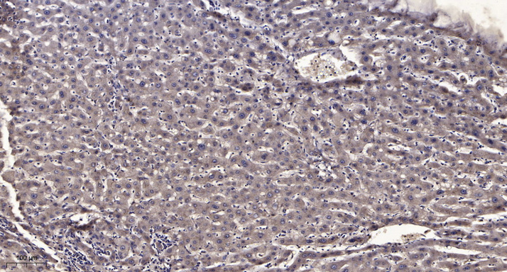 CENPF Rabbit Polyclonal Antibody | 兔多抗 | EnkiLife恩玑生命