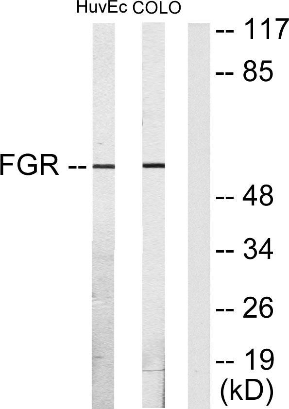 c-Fgr Rabbit Polyclonal Antibody | 兔多抗 | EnkiLife恩玑生命