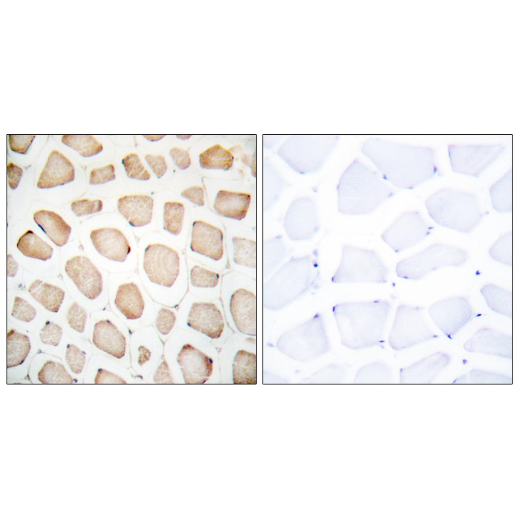 CHOP Rabbit Polyclonal Antibody | 兔多抗 | EnkiLife恩玑生命
