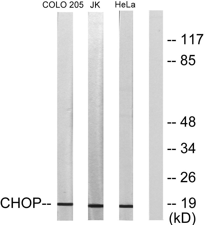 CHOP Rabbit Polyclonal Antibody | 兔多抗 | EnkiLife恩玑生命
