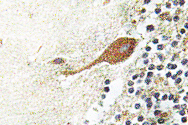 Chr-A Rabbit Polyclonal Antibody | 兔多抗 | EnkiLife恩玑生命