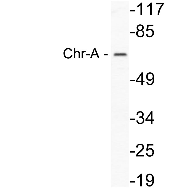 Chr-A Rabbit Polyclonal Antibody | 兔多抗 | EnkiLife恩玑生命