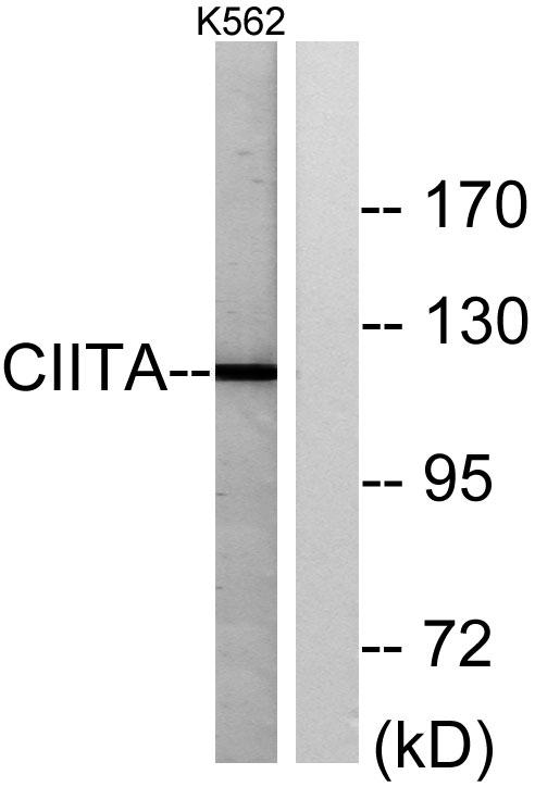CIITA Rabbit Polyclonal Antibody | 兔多抗 | EnkiLife恩玑生命
