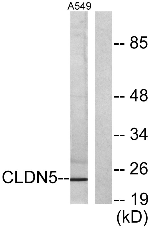 Claudin-5 Rabbit Polyclonal Antibody | 兔多抗 | EnkiLife恩玑生命