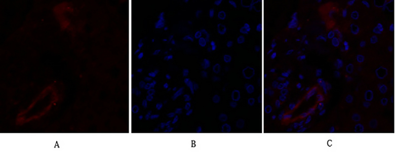 Claudin-5 Rabbit Polyclonal Antibody | 兔多抗 | EnkiLife恩玑生命