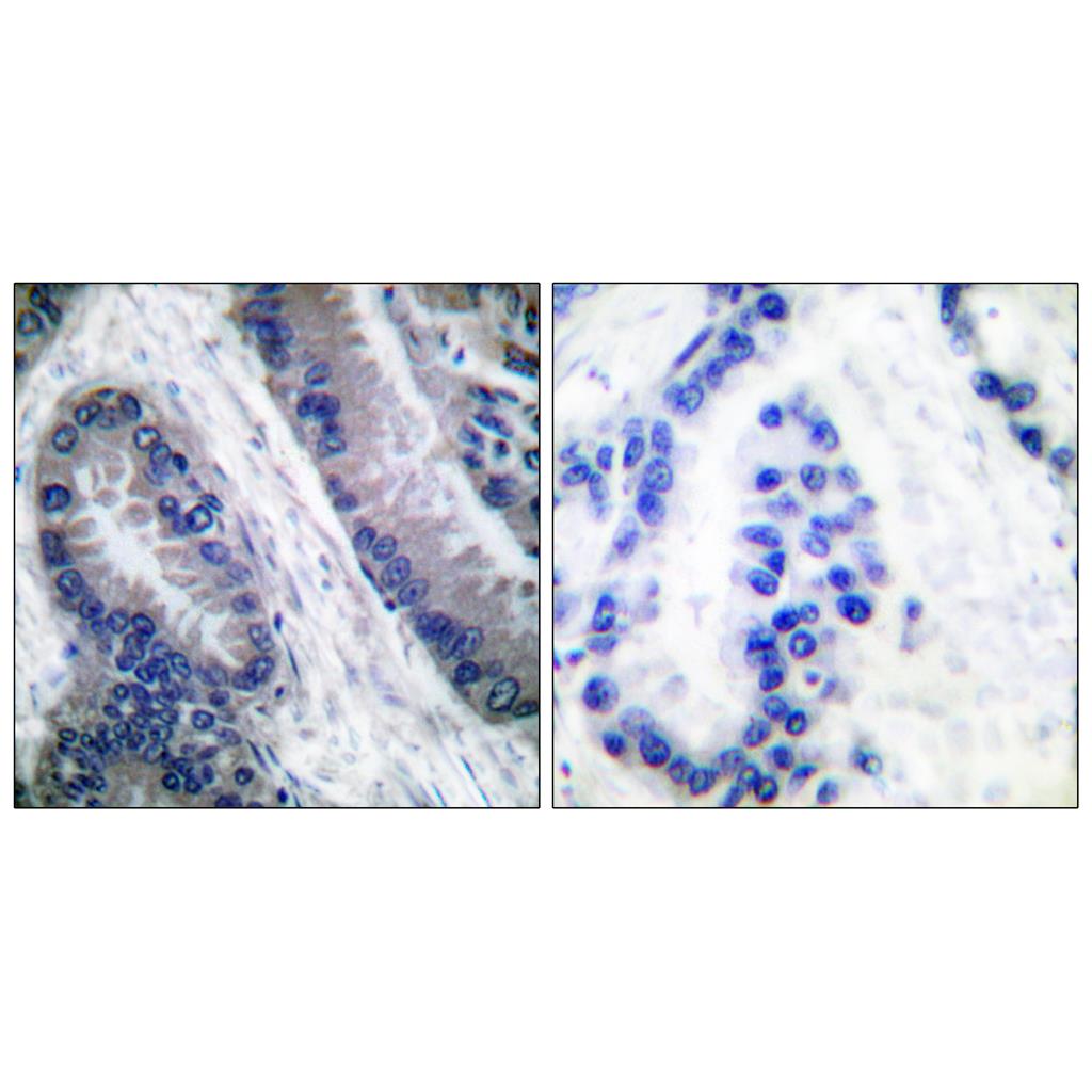 Cleaved-Caspase-1 (M211) Rabbit Polyclonal Antibody | 兔多抗 | EnkiLife恩玑生命