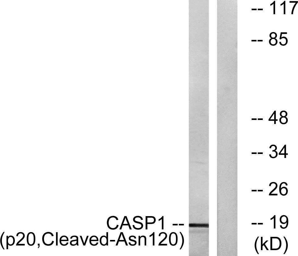 Cleaved-Caspase-1 p20 (N120) Rabbit Polyclonal Antibody | 兔多抗 | EnkiLife恩玑生命