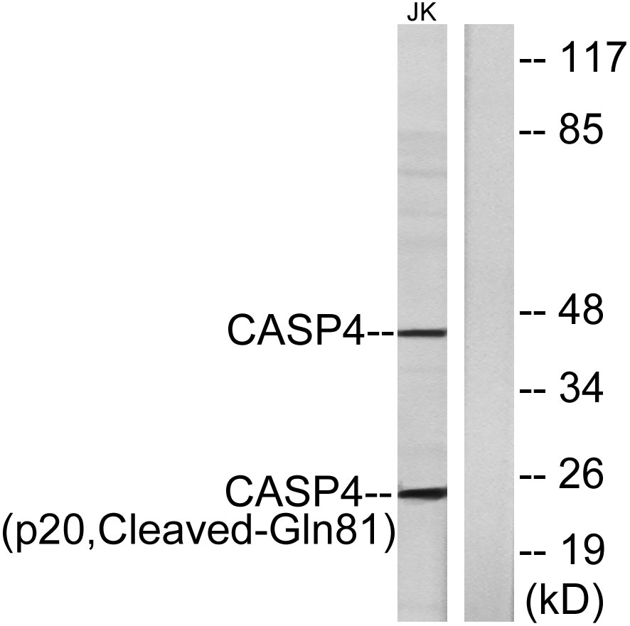 Cleaved-Caspase-4 p20 (Q81) Rabbit Polyclonal Antibody | 兔多抗 | EnkiLife恩玑生命