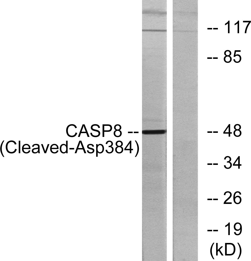 Cleaved-Caspase-8 (D384) Rabbit Polyclonal Antibody | 兔多抗 | EnkiLife恩玑生命