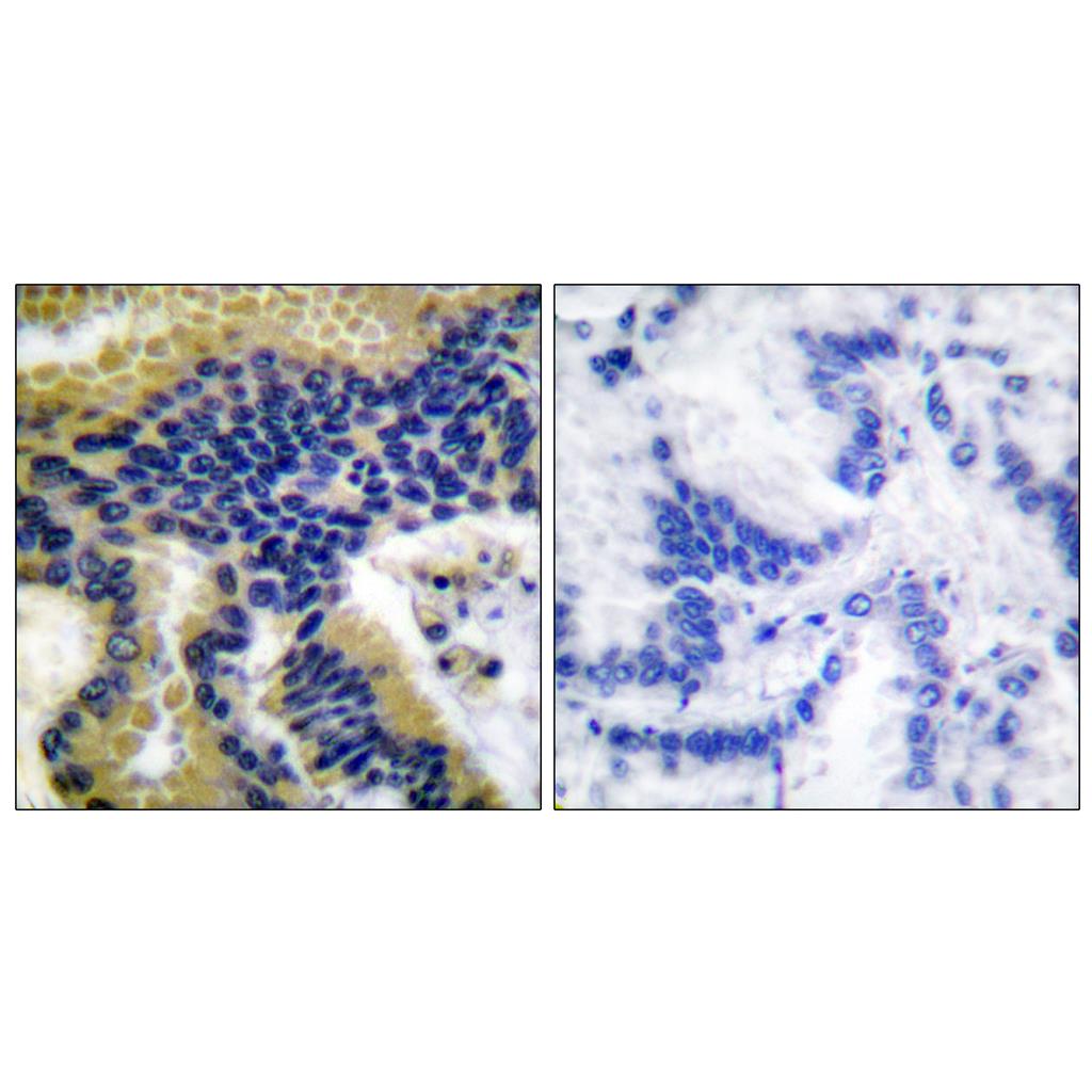 Cleaved-Caspase-9 (D330) Rabbit Polyclonal Antibody | 兔多抗 | EnkiLife恩玑生命