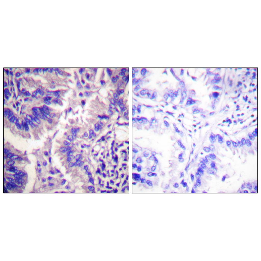 Cleaved-Caspase-9 p35 (D315) Rabbit Polyclonal Antibody | 兔多抗 | EnkiLife恩玑生命
